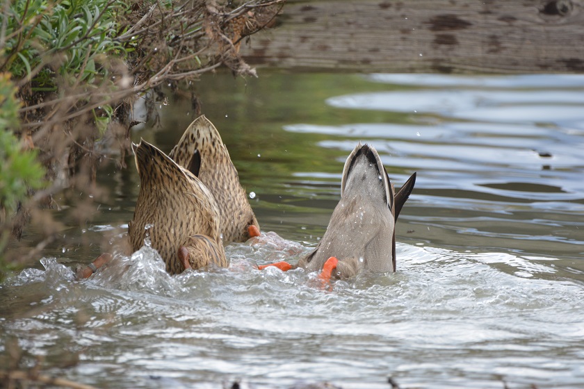 Ablutions de canards