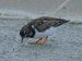 Tournepierre à collier | Arenaria interpres | Ruddy Turnstone