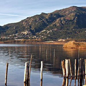 Observer les oiseaux dans la réserve naturelle de l’étang de Biguglia (Haute-Corse)