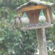 Moineau venant à la mangeoire