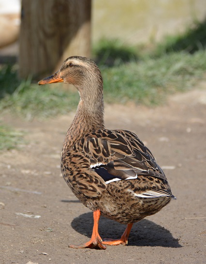 Madame colvert en balade
