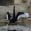 Magnifique Cygne noir