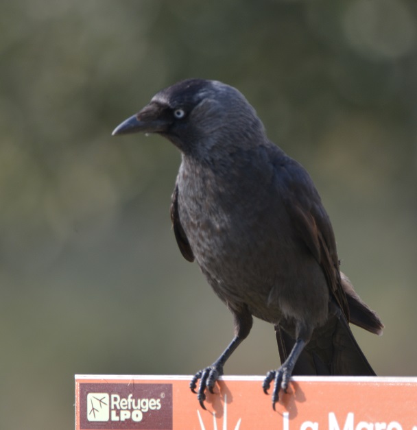 Choucas des tours sur un panneau de la LPO