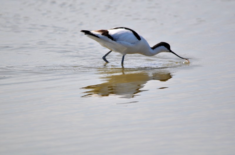 Avocette élégante