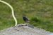 Rougequeue noir | Phoenicurus ochruros | Black Redstart