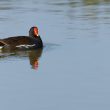 Gallinule poule-d’eau