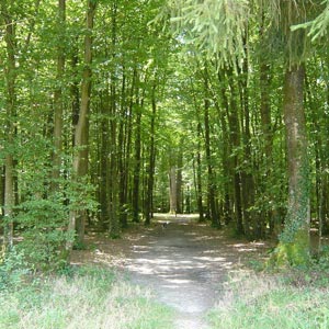 Promenade ornithologique dans la forêt de Senonches (Eure-et-Loir)