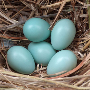 La Reproduction :Construction du nid, la gestion des oeufs, l