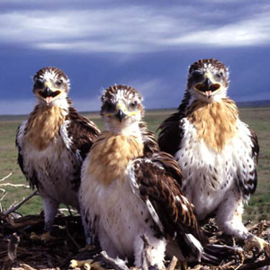 Les Buses rouilleuses nicheuses se prépareraient à l’approche d’un ouragan