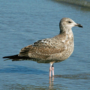La décharge de Culmore (Royaume-Uni), un « aimant » pour les goélands rares