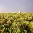 Avifaune nicheuse dans les palmeraies d’Ouargla (Algérie)