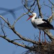 Cigogne blanche sur son nid