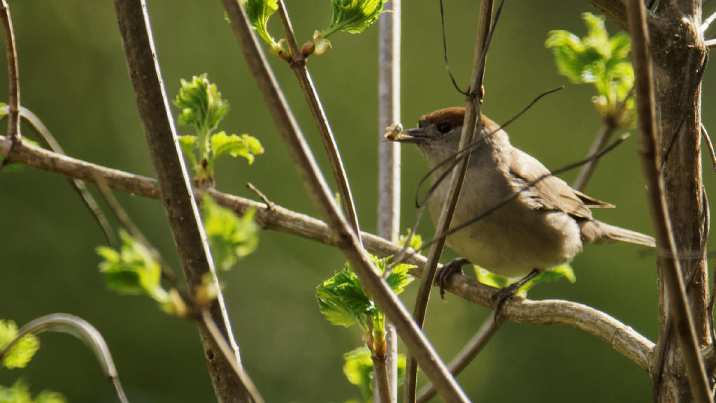 Fauvette à tête noire femelle