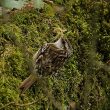 Grimpereau des jardins préparant son nid
