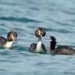 Conflit entre Grèbe jougris et Grèbes huppés