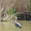 Héron cendré à l’affût