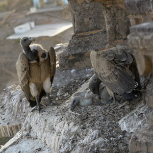 Pourquoi les Vautours indiens ont-ils peu de poux ?