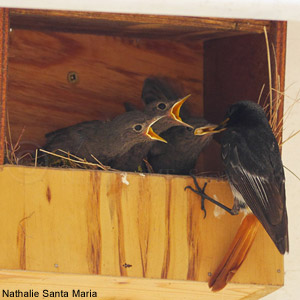 Top 20 nichoirs à oiseaux originaux, pour les recevoir comme il se doit
