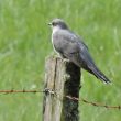Coucou gris mâle