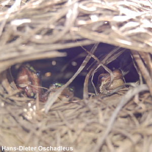 Des grenouilles dans des nids d’oiseaux