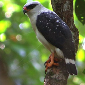 Sympatrie de deux buses tropicales au Brésil