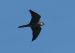 Faucon hobereau | Falco subbuteo | Eurasian Hobby