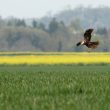 Busard des roseaux en chasse au dessus d’un champ de blé