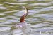 Harle bièvre | Mergus merganser | Common Merganser