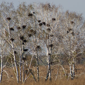 Aider les Corbeaux freux à construire leurs nids pour mieux les « contrôler »