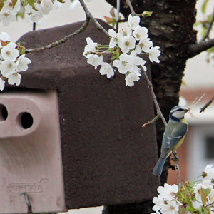 Mésanges bleues et nids antiparasitaires