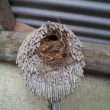 Un nid dans une serpillère