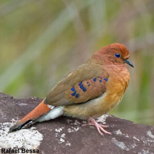 Redécouverte de la Colombe aux yeux bleus après 75 ans d’absence
