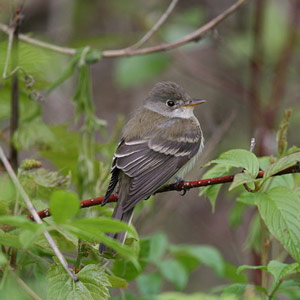 Inondations et nidification des oiseaux : quelques exemples d’adaptations