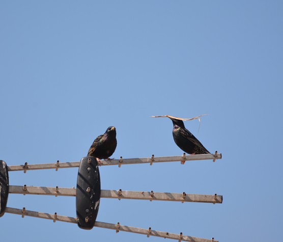 L’étourneau qui se prend pour Salvador Dali
