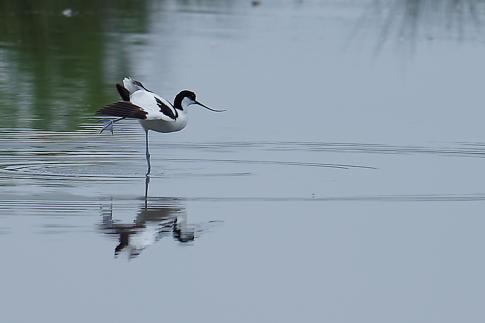 Avocette élégante, la bien-nommée