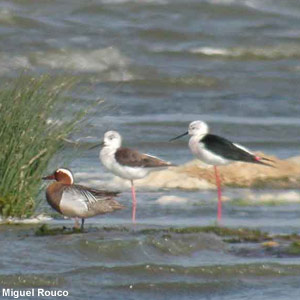 L’Azud del Riolobos : un réservoir dans les steppes espagnoles