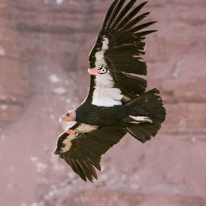 Bonnes nouvelles pour le programme de réintroduction du Condor de Californie