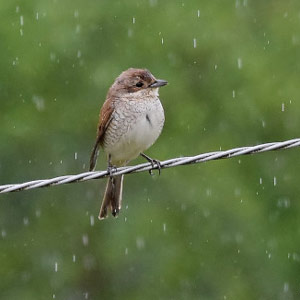 Les effets possibles d’un printemps pluvieux sur la reproduction des oiseaux