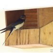 Hirondelle rustique et nichoir semi-ouvert