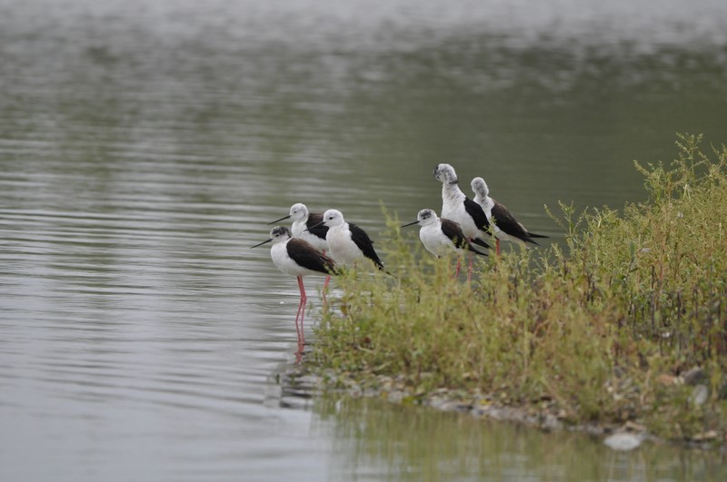 Groupe d’échasses