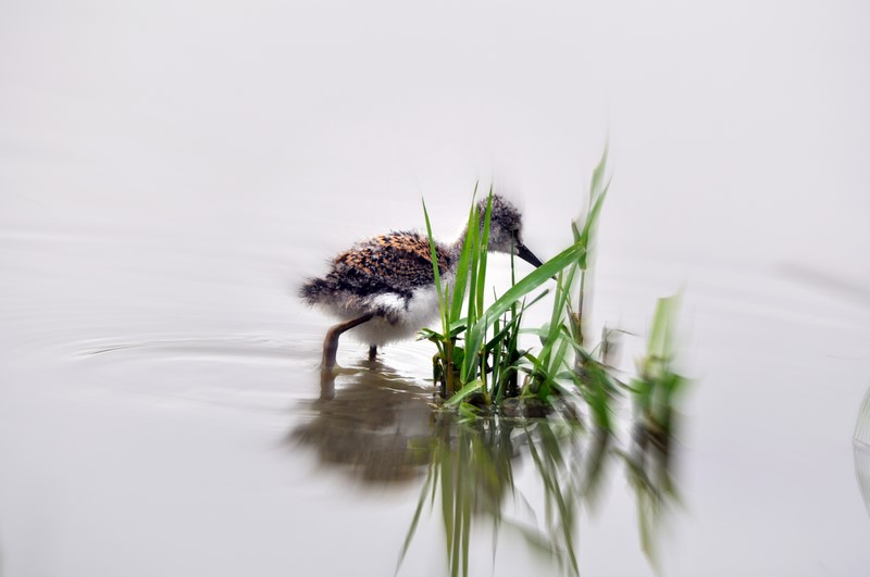 Poussin d’échasse