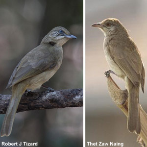 Reconnaissance d’une nouvelle espèce d’oiseau grâce à la génétique : le Bulbul d’Ayeyawady