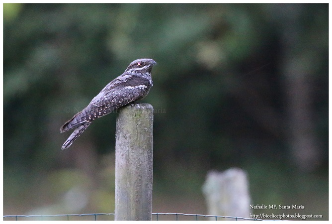 L&rsquo;oiseau mystérieux de notre refuge LPO