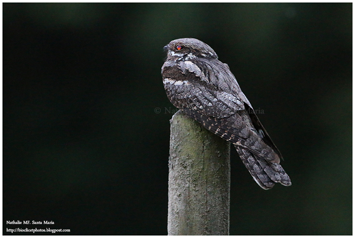 L&rsquo;oiseau mystérieux du refuge LPO