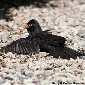 Merle noir (Turdus merula)