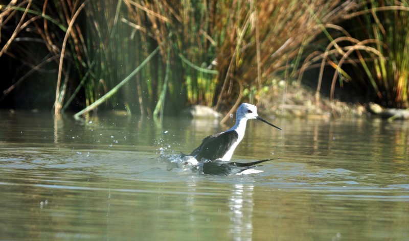 L’heure de la toilette
