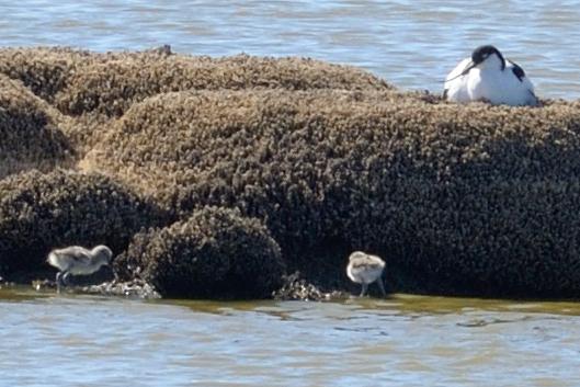 Avocettes élégantes en famille