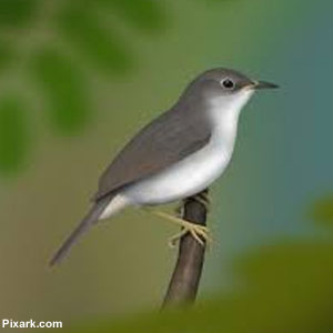 La Paruline pied-blanc existe-t-elle toujours sur l&rsquo;île de Sainte-Lucie ?