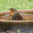 Rougegorge familier prenant un bain