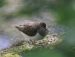 Chevalier guignette | Actitis hypoleucos | Common Sandpiper